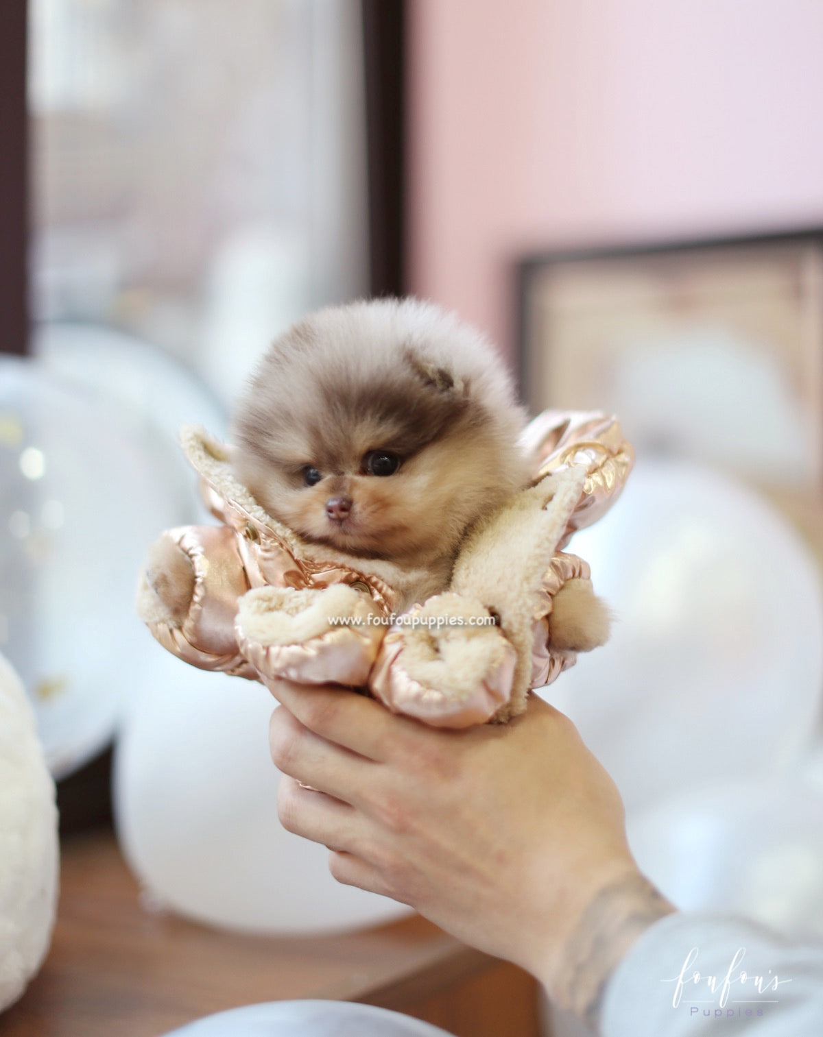 Pharaoh - Pomeranian M.