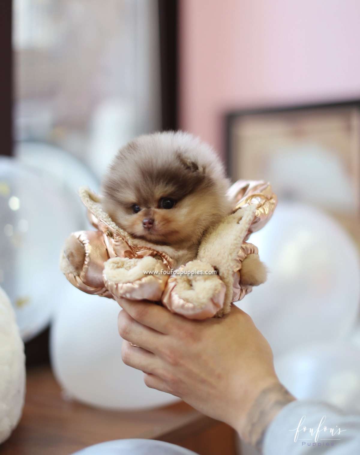 Pharaoh - Pomeranian M.
