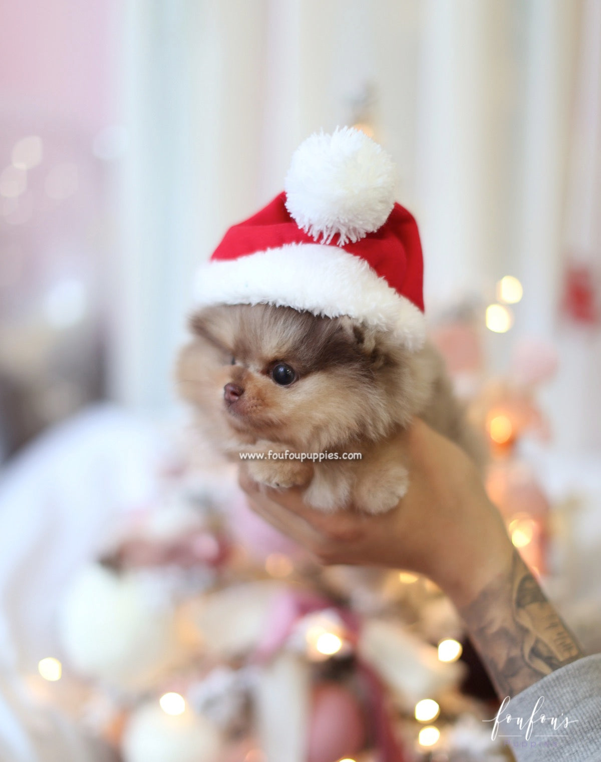 Pharaoh - Pomeranian M.