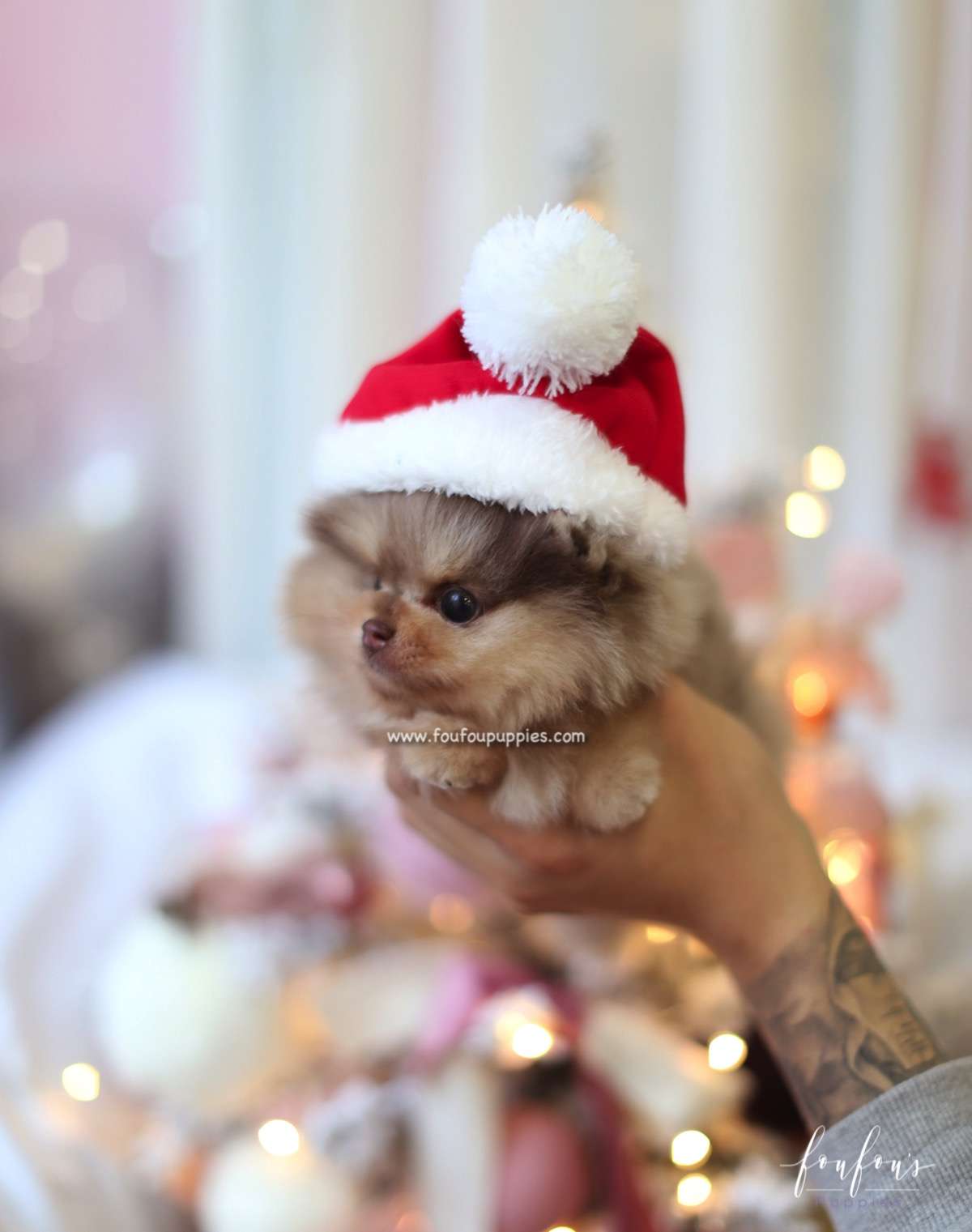 Pharaoh - Pomeranian M.