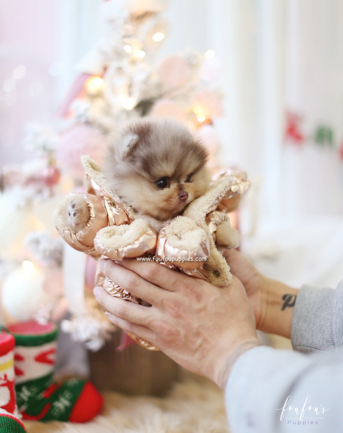 Pharaoh - Pomeranian M.