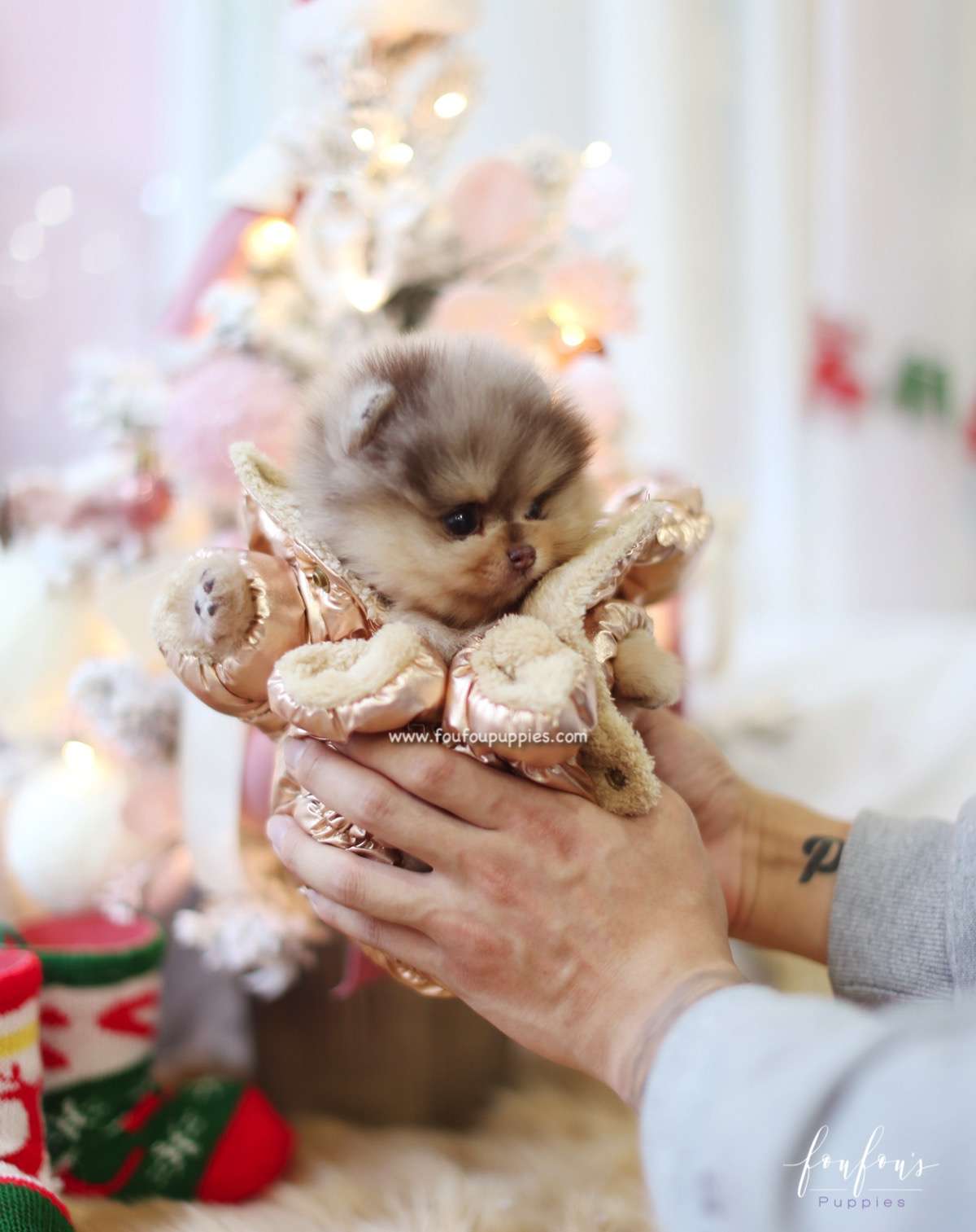 Pharaoh - Pomeranian M.
