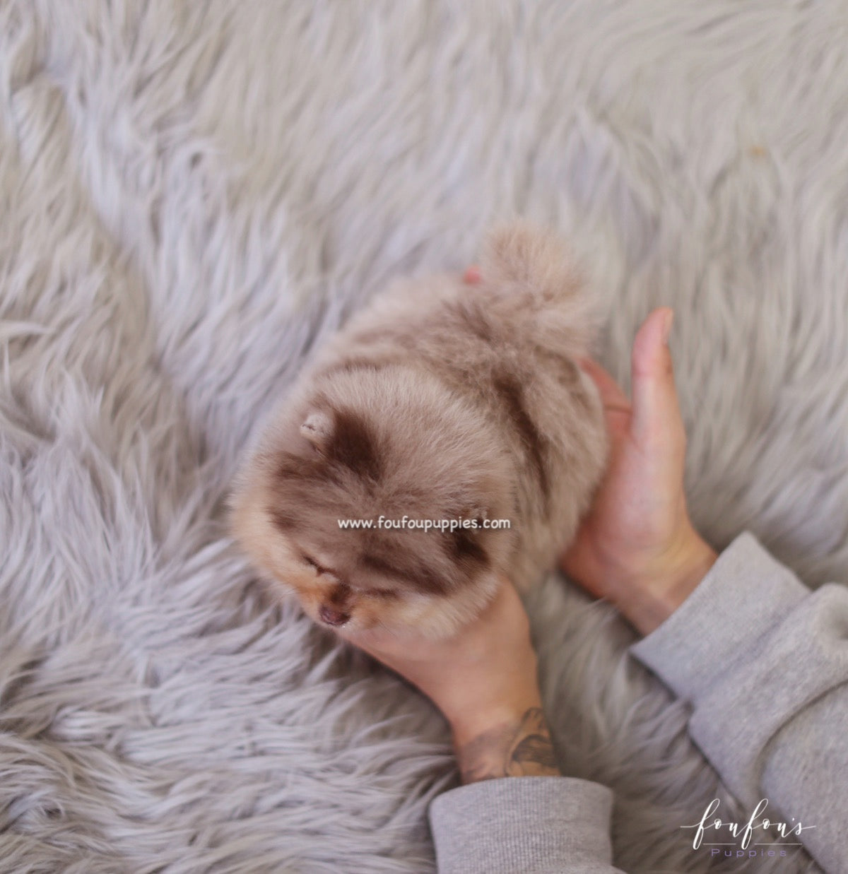 Pharaoh - Pomeranian M.