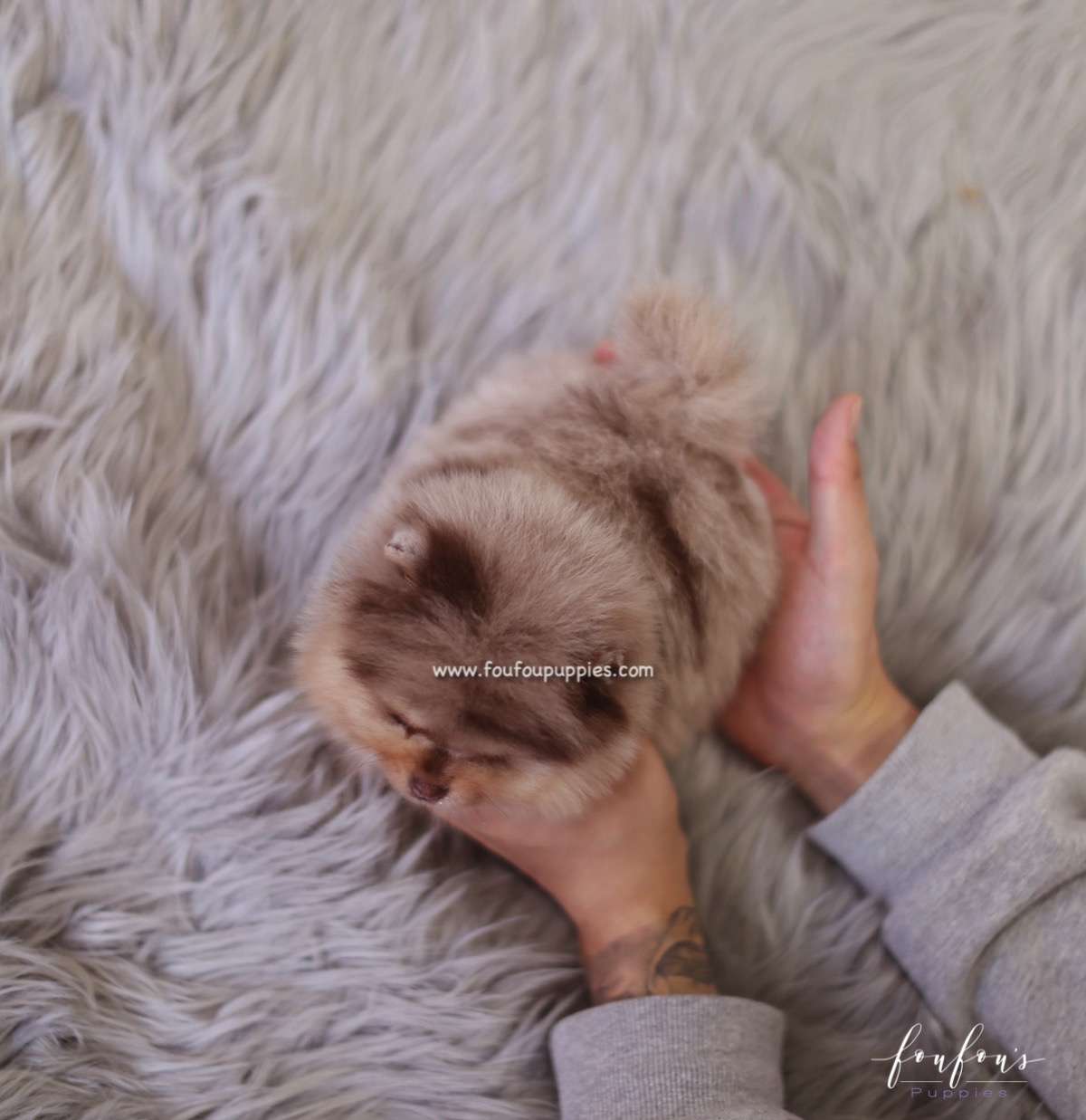 Pharaoh - Pomeranian M.