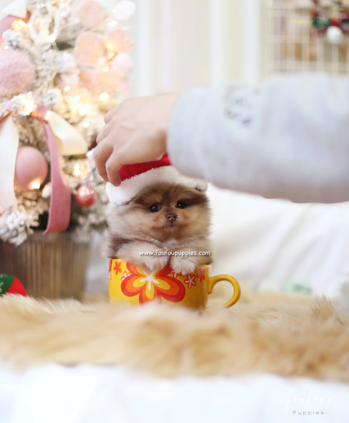 Pharaoh - Pomeranian M.