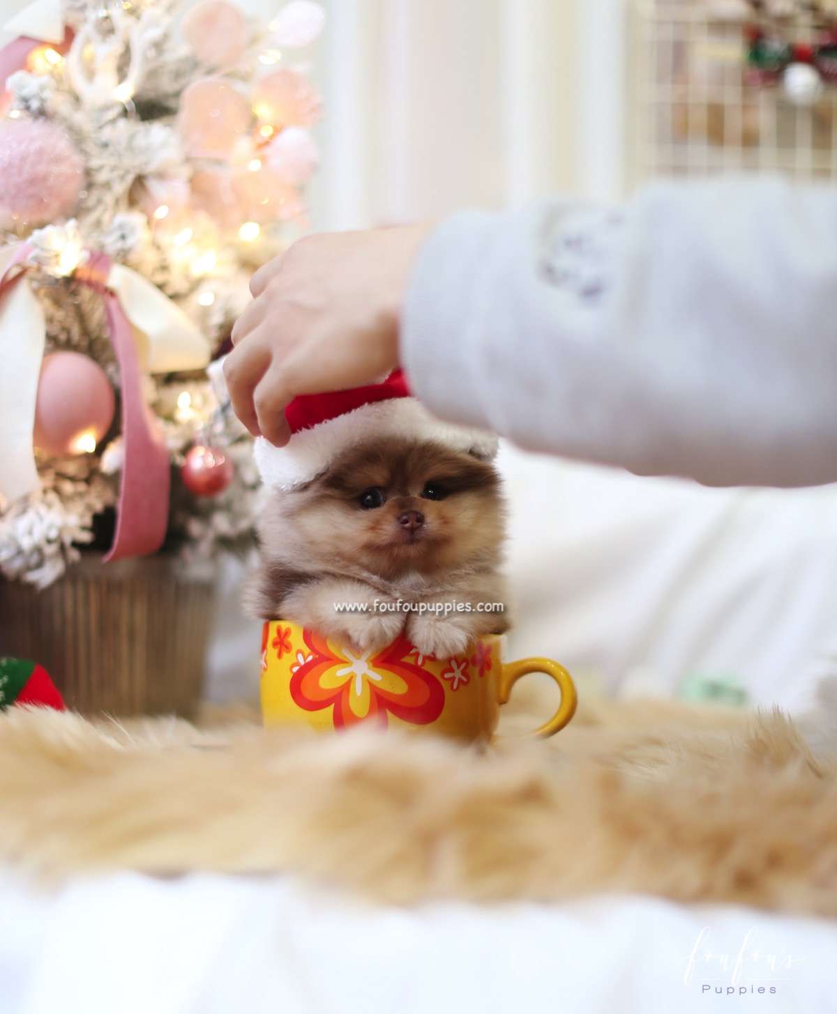 Pharaoh - Pomeranian M.