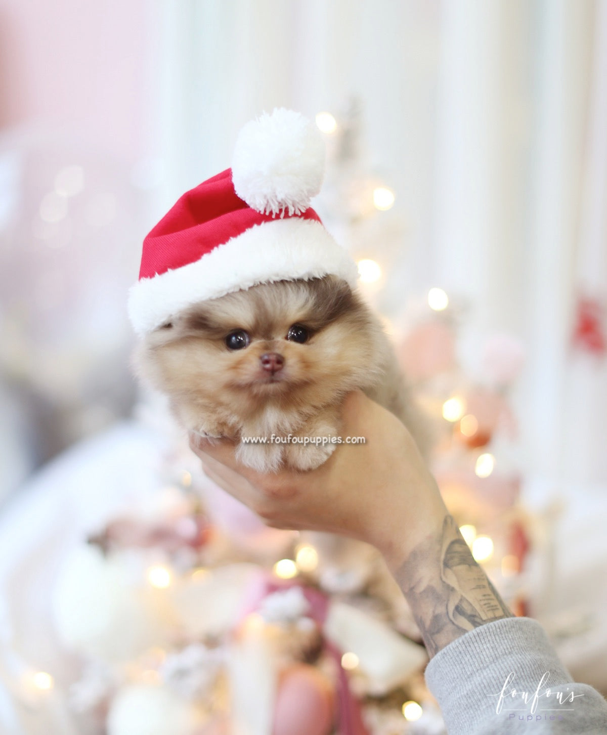 Pharaoh - Pomeranian M.