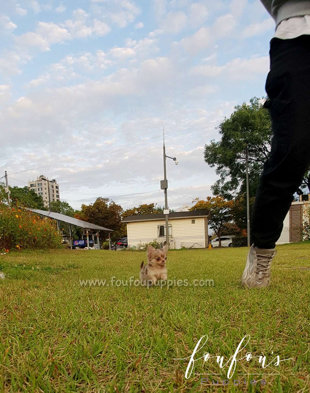 Toffee - Chihuahua M.