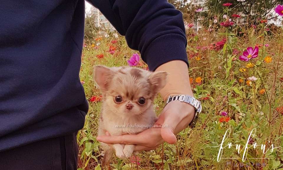 Toffee - Chihuahua M.