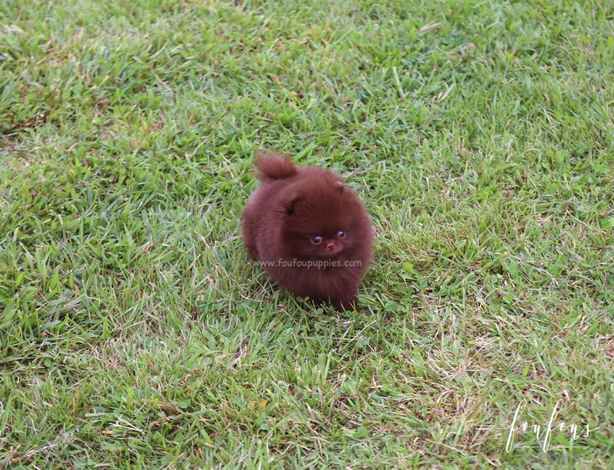 Valencia - Pomeranian F.