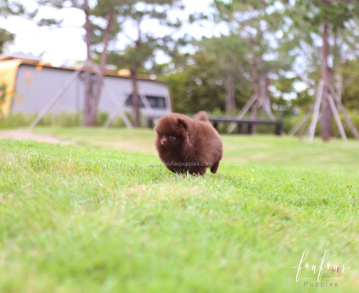 Valencia - Pomeranian F.