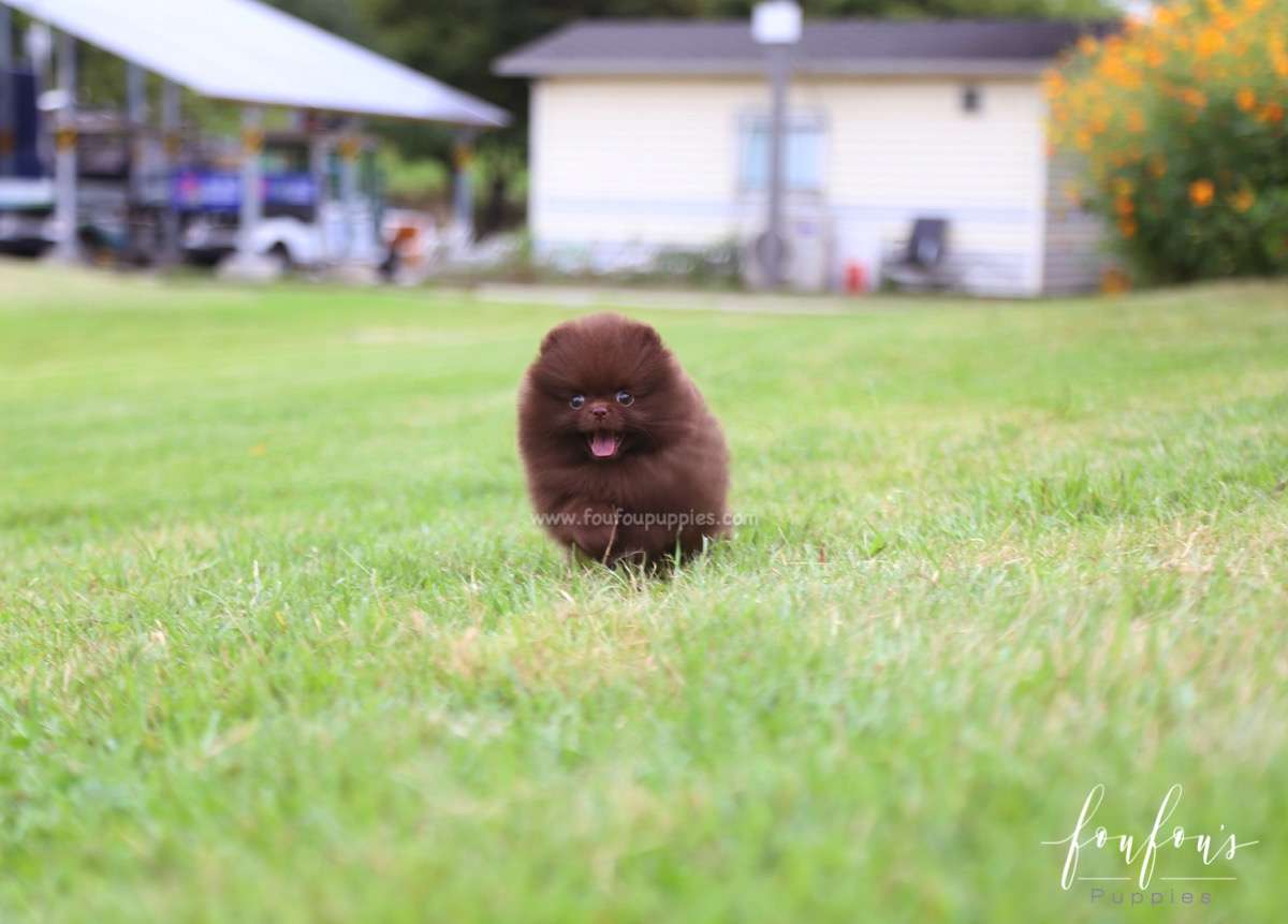 Valencia - Pomeranian F.