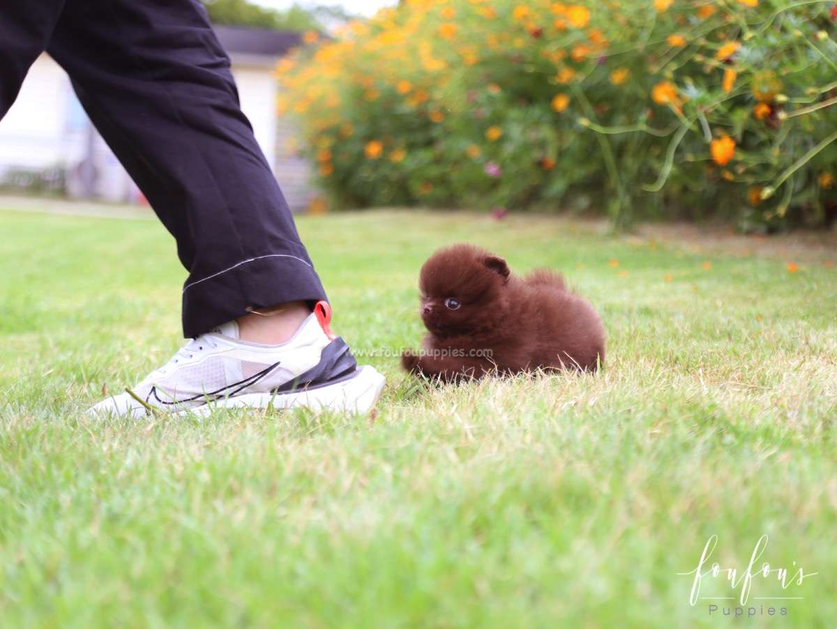 Valencia - Pomeranian F.