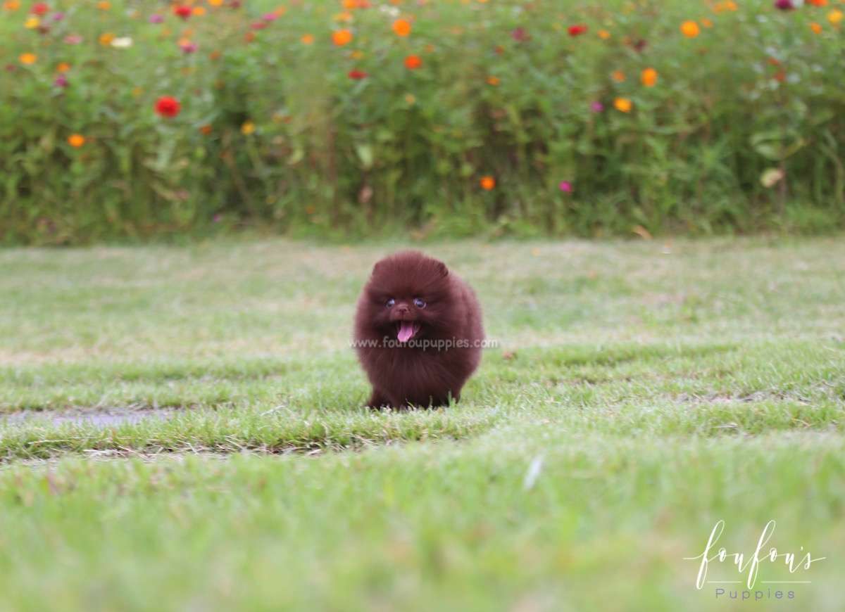 Valencia - Pomeranian F.