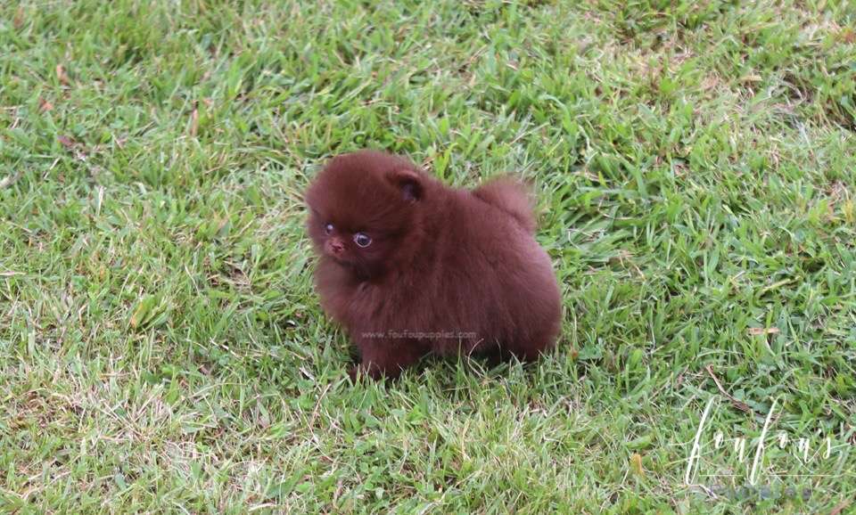 Valencia - Pomeranian F.