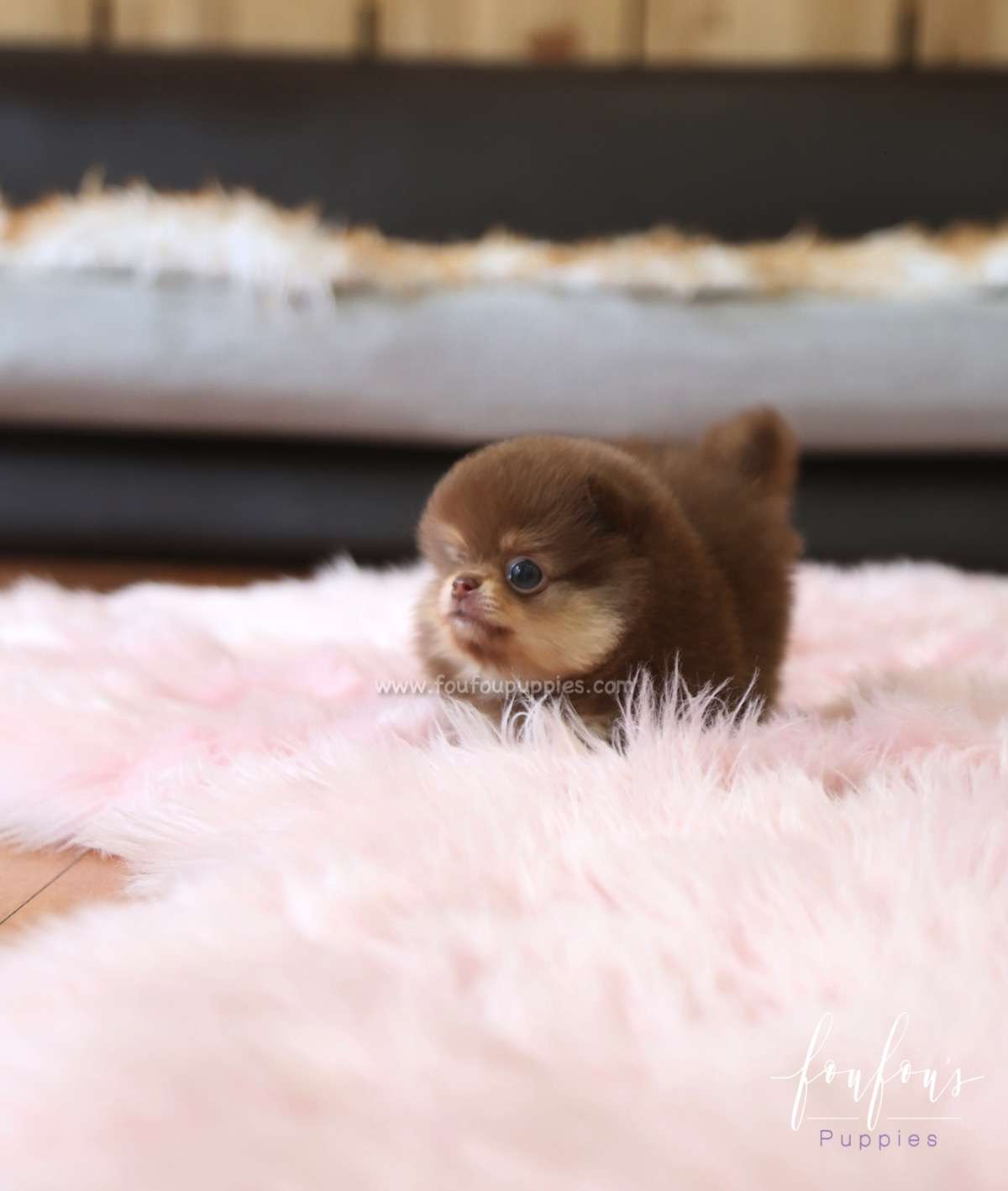Twix - Pomeranian M.