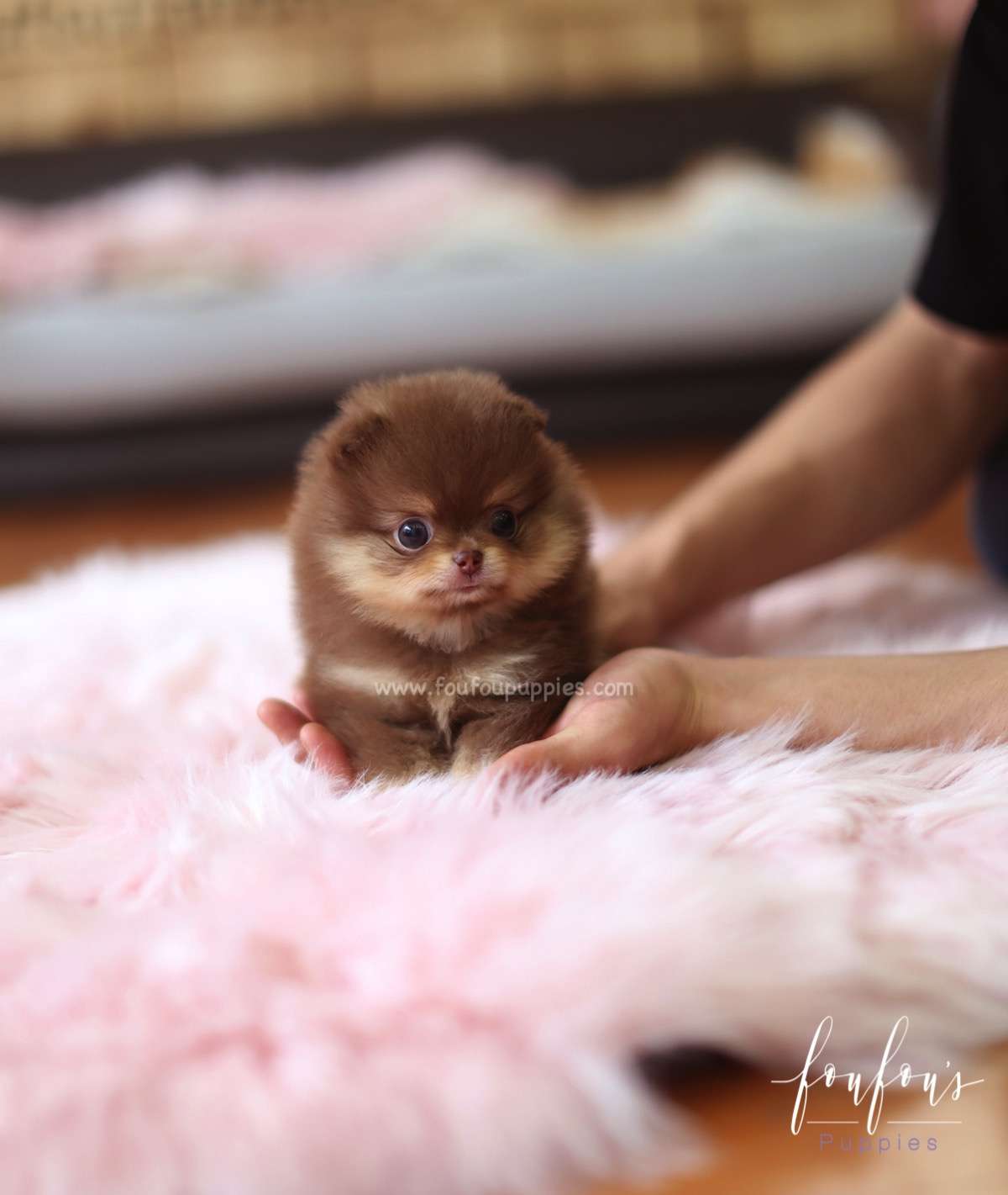 Twix - Pomeranian M.