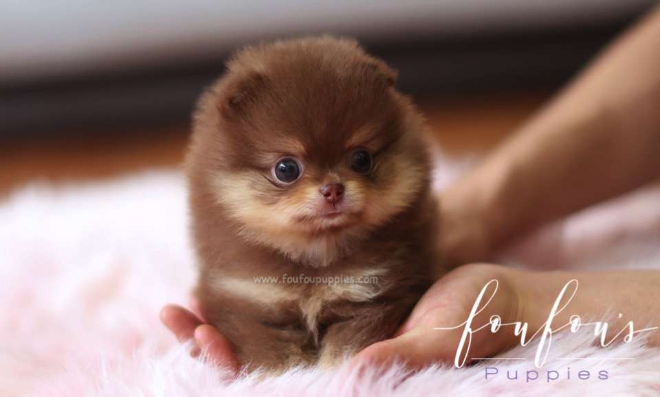 Twix - Pomeranian M.