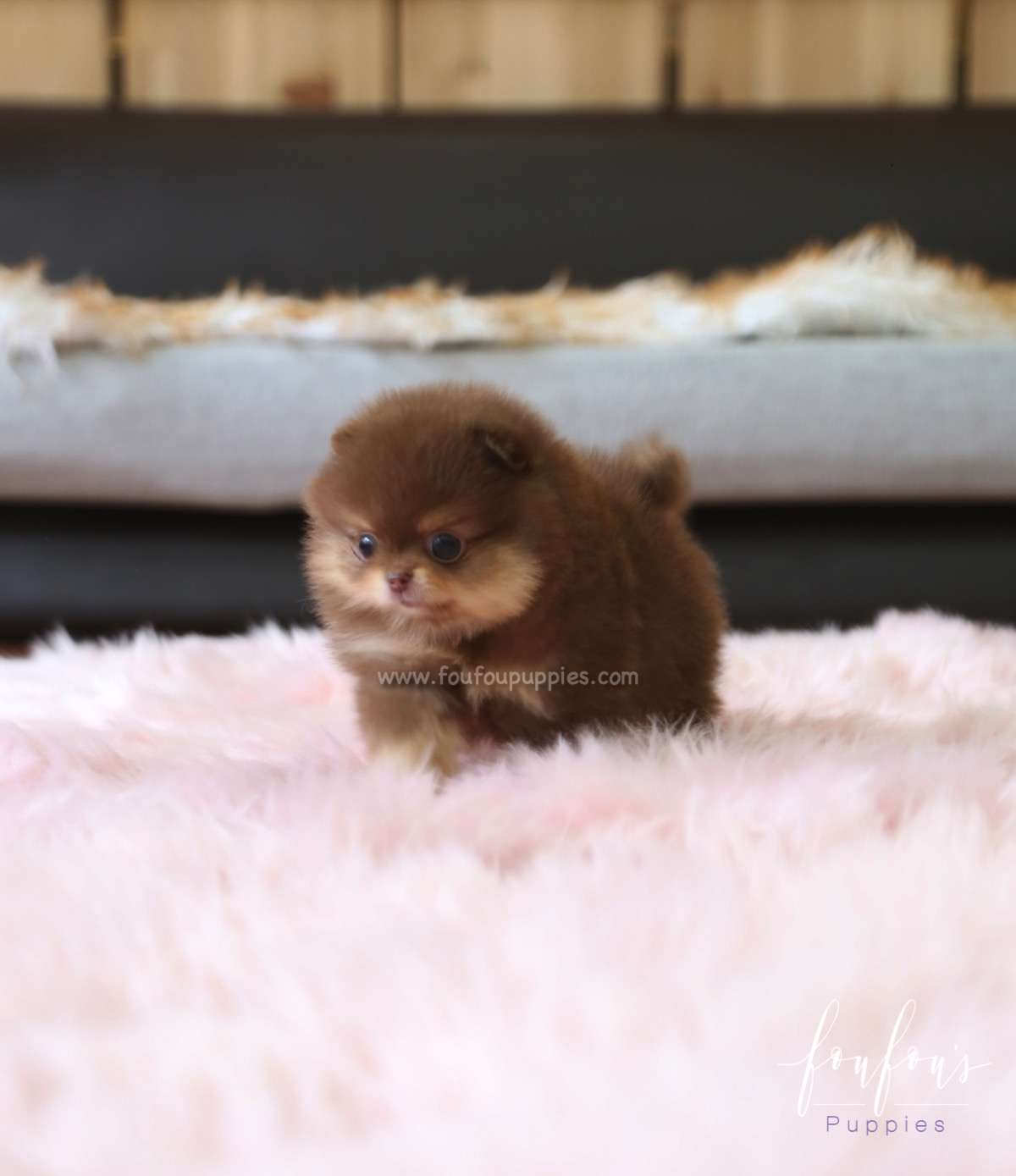 Twix - Pomeranian M.