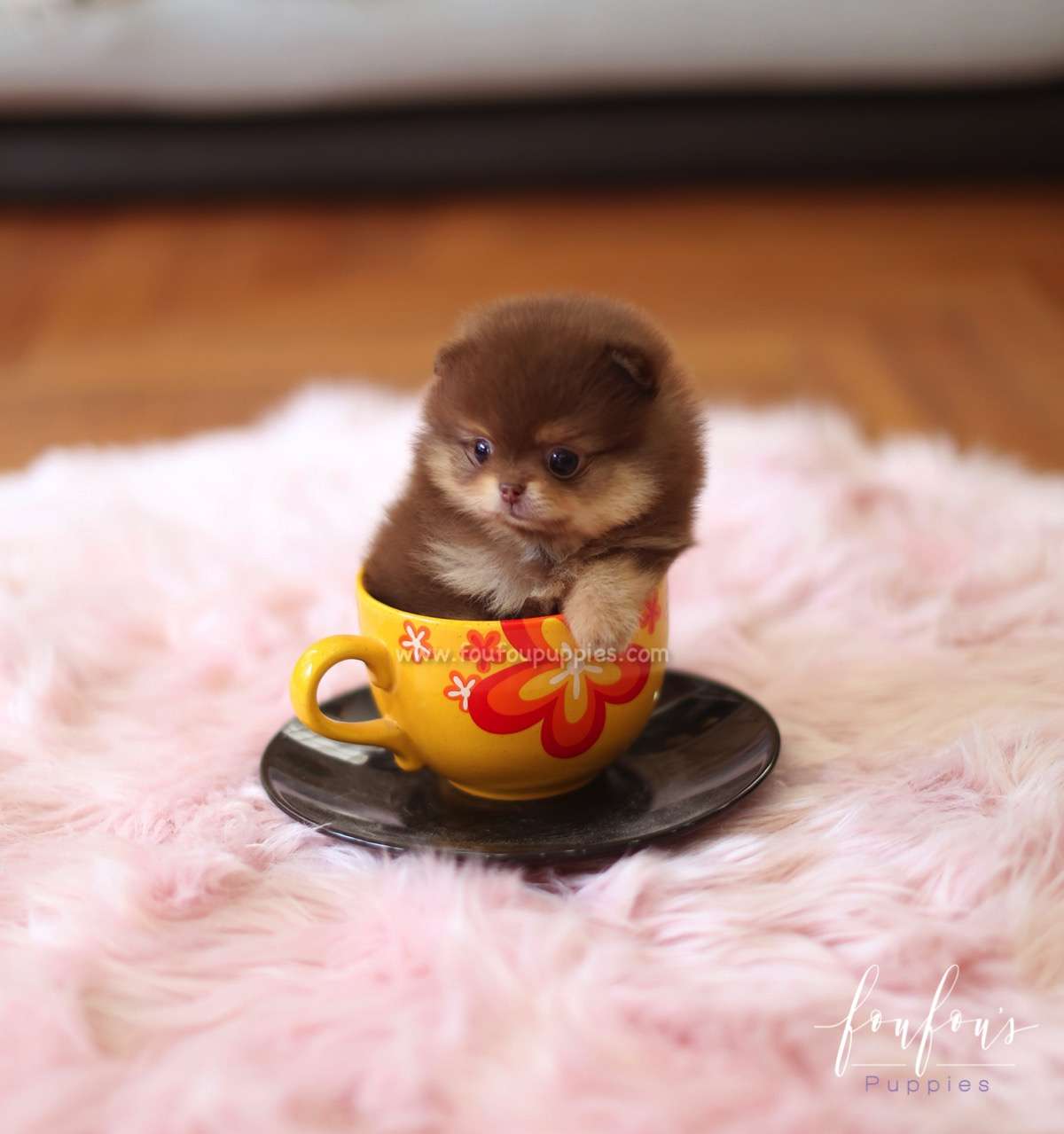Twix - Pomeranian M.