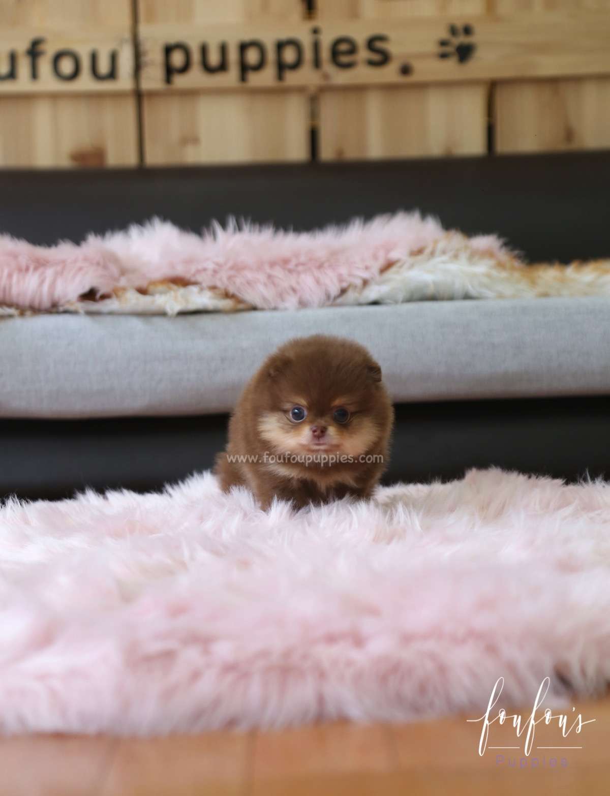 Twix - Pomeranian M.