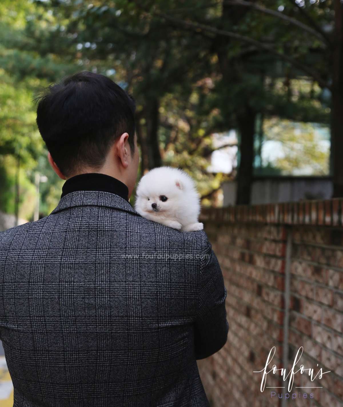 Aspen - Pomeranian F.