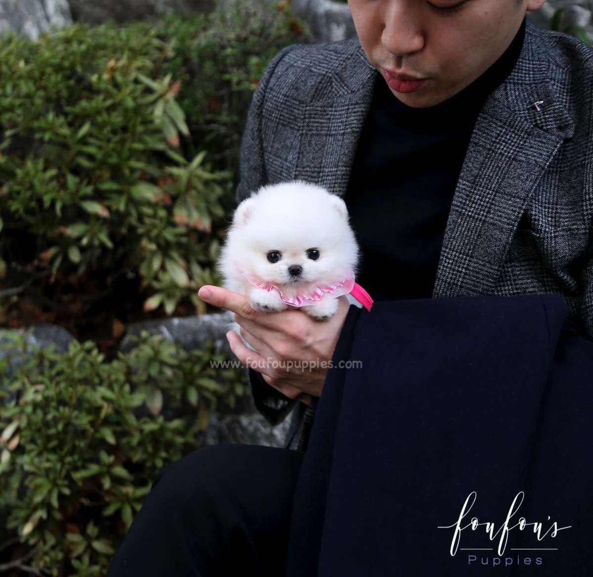 Aspen - Pomeranian F.