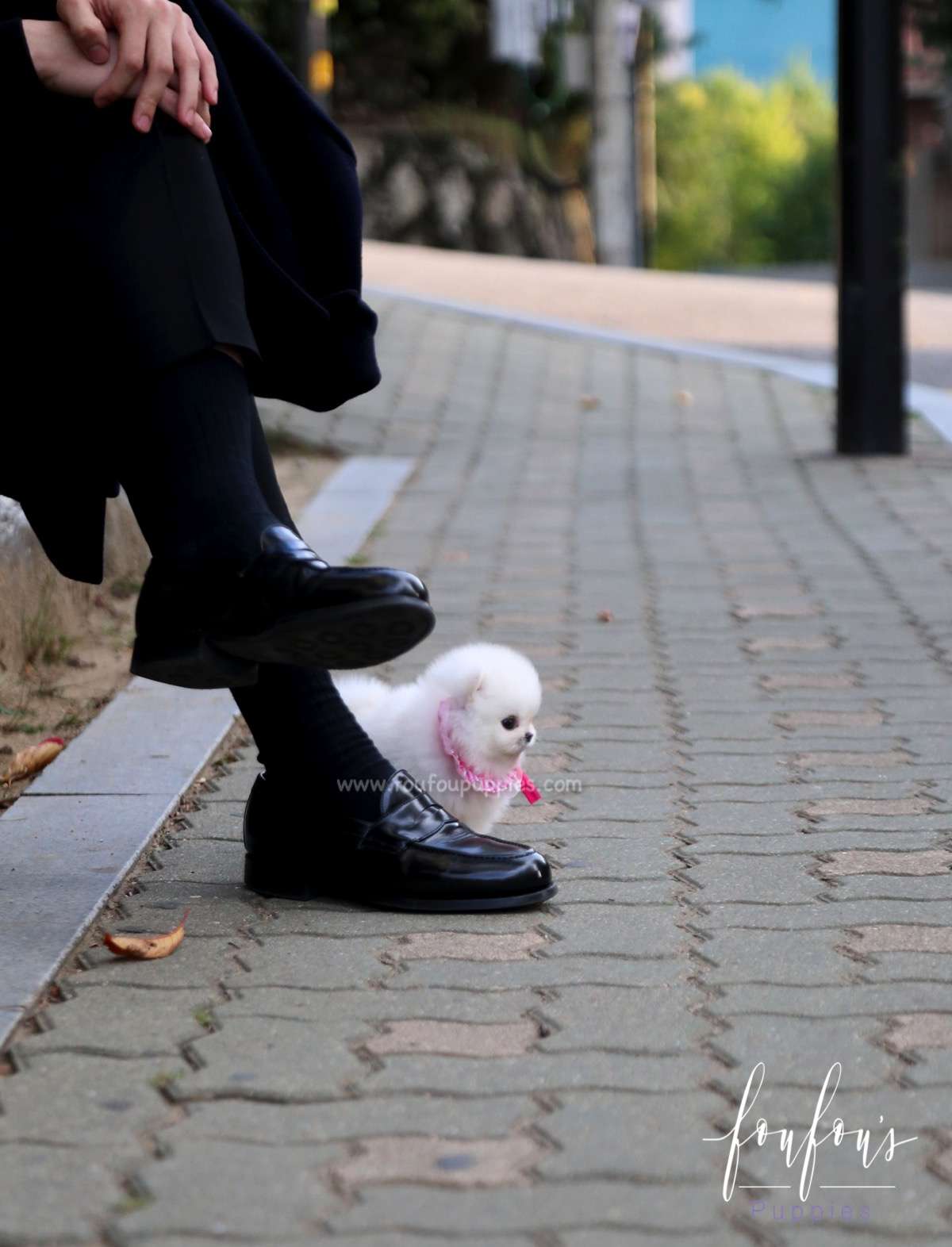 Aspen - Pomeranian F.