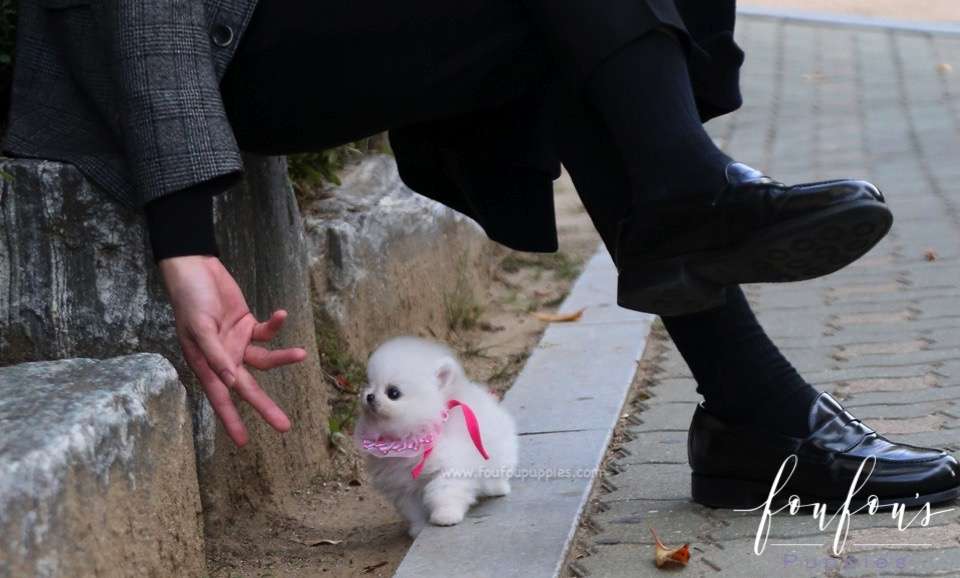 Aspen - Pomeranian F.