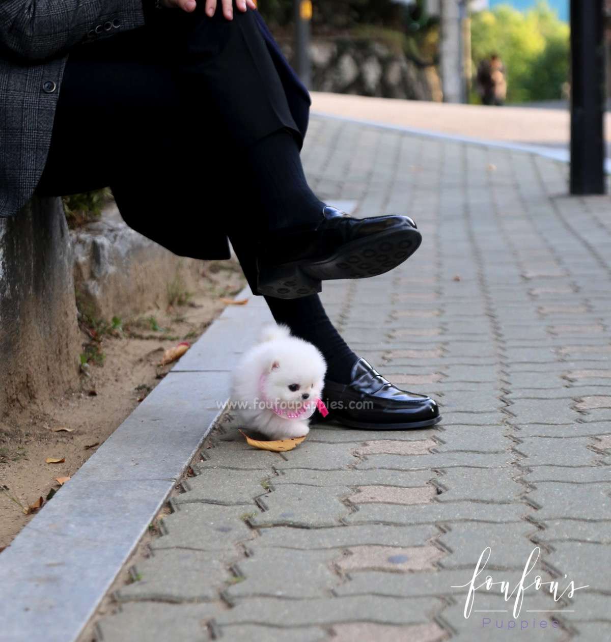 Aspen - Pomeranian F.