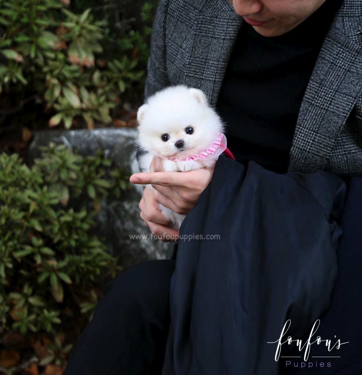 Aspen - Pomeranian F.