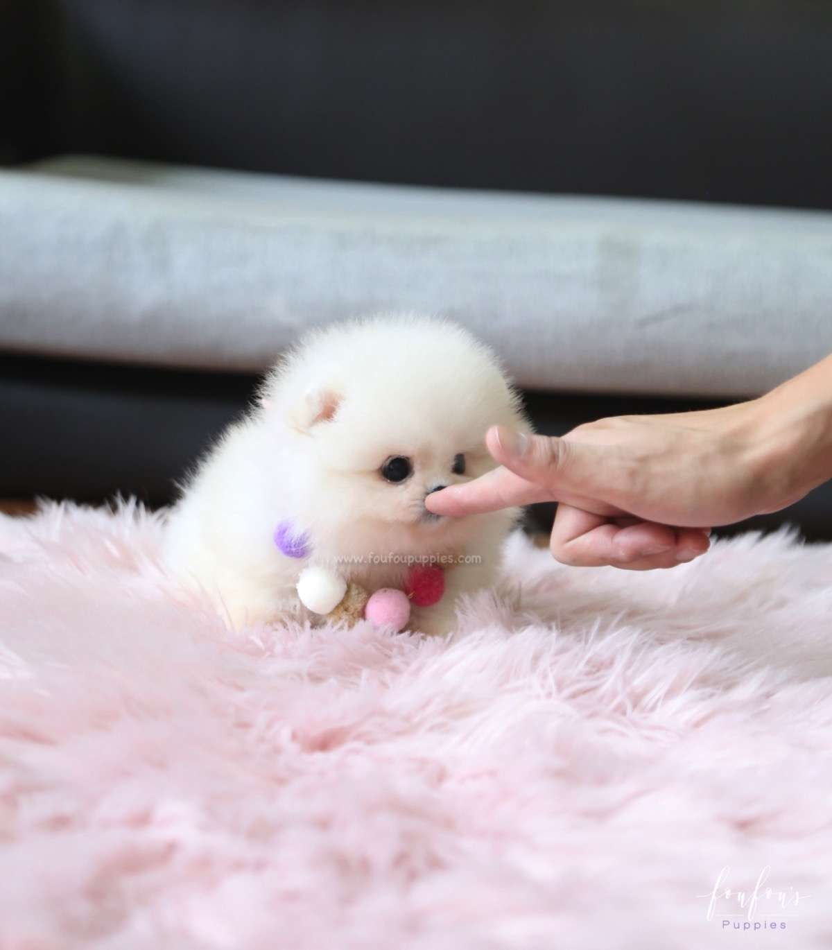 Cotton - Pomeranian F.