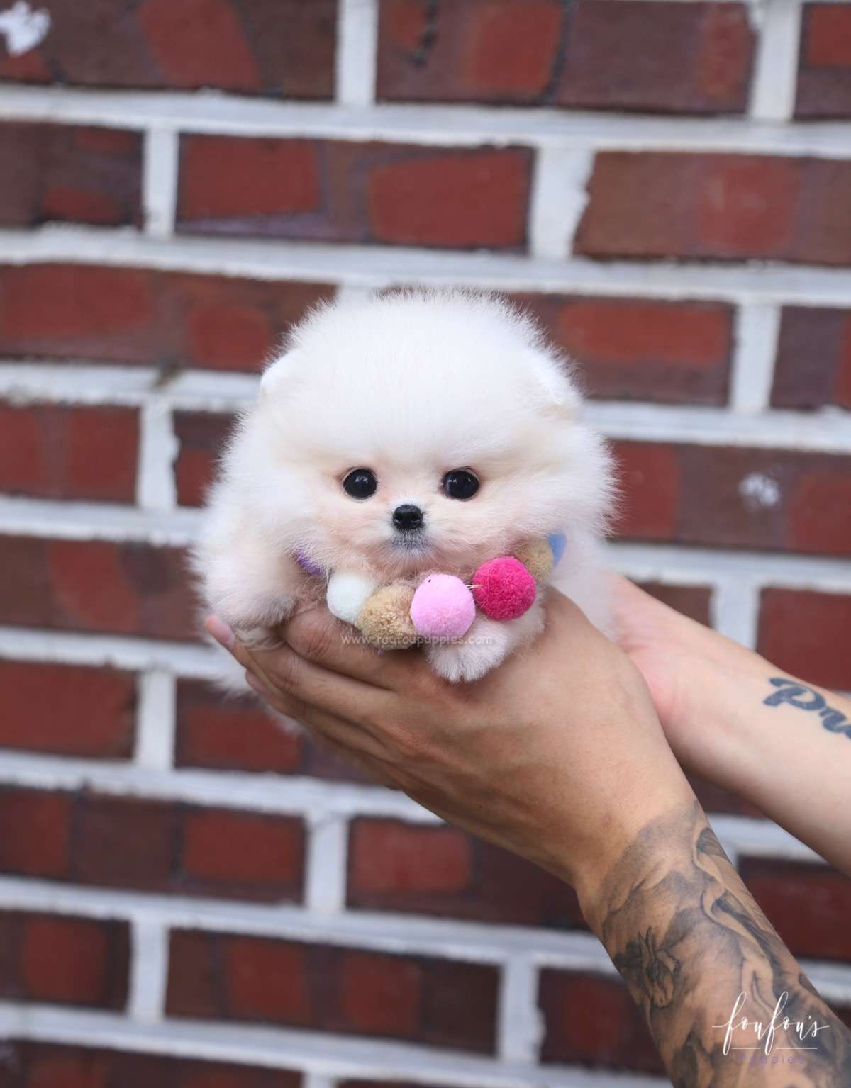 Cotton - Pomeranian F.