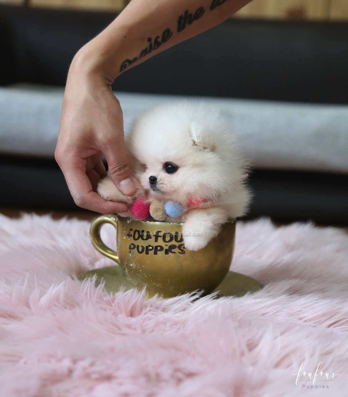 Cotton - Pomeranian F.