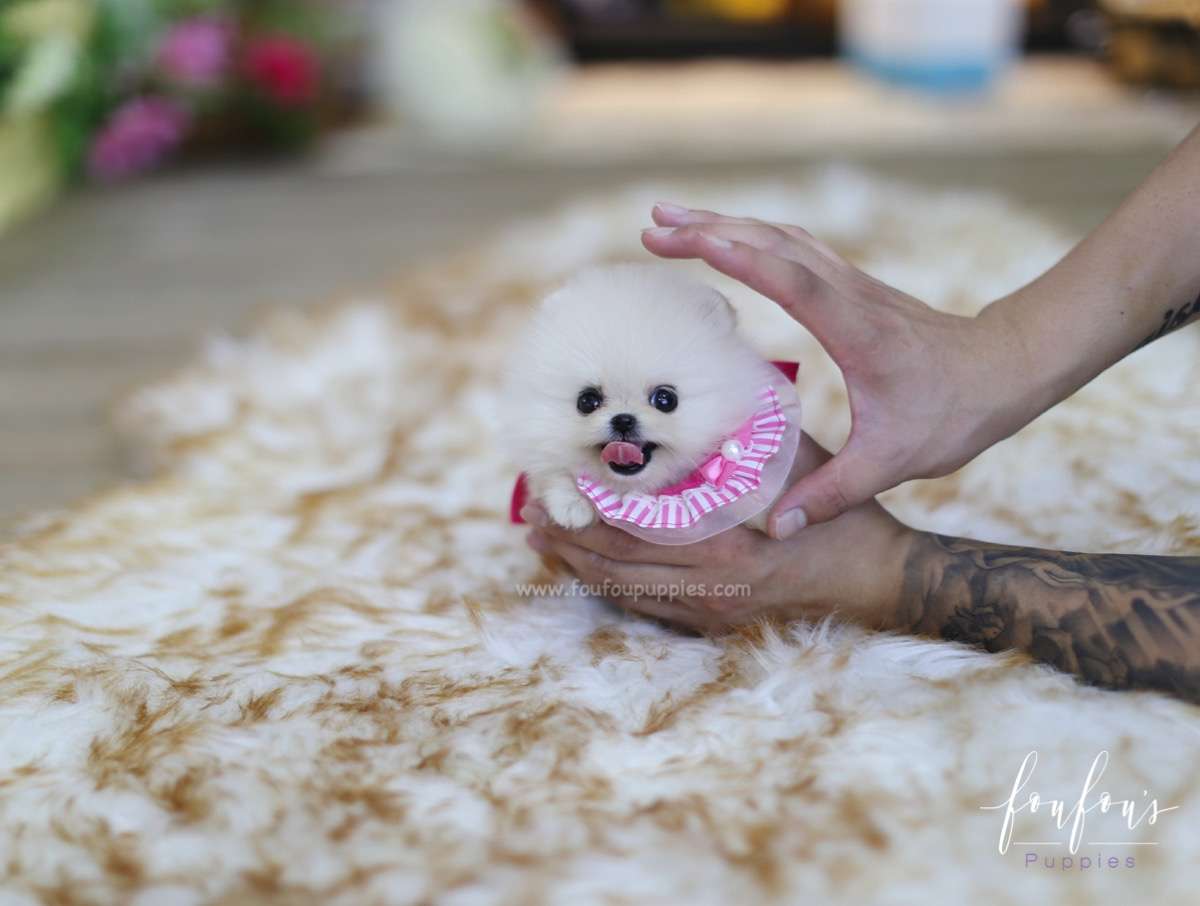 Latte - Pomeranian F.