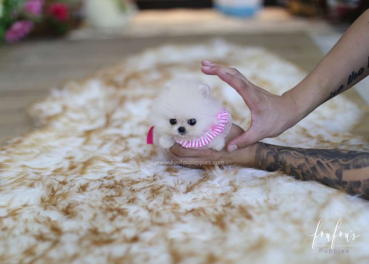 Latte - Pomeranian F.