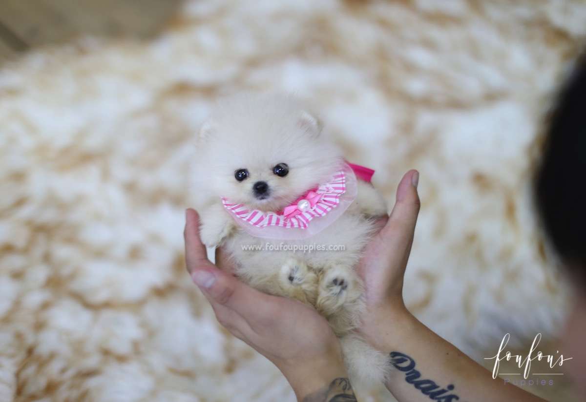 Latte - Pomeranian F.