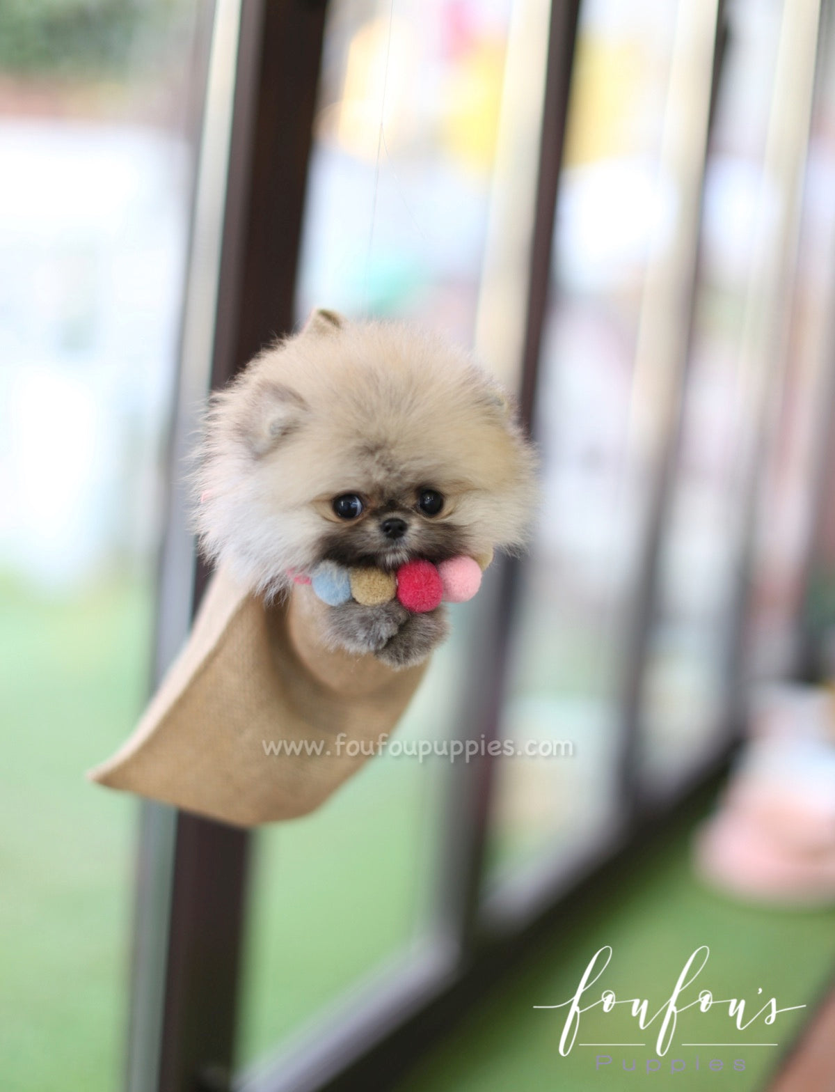 Mistletoe - Pomeranian M.