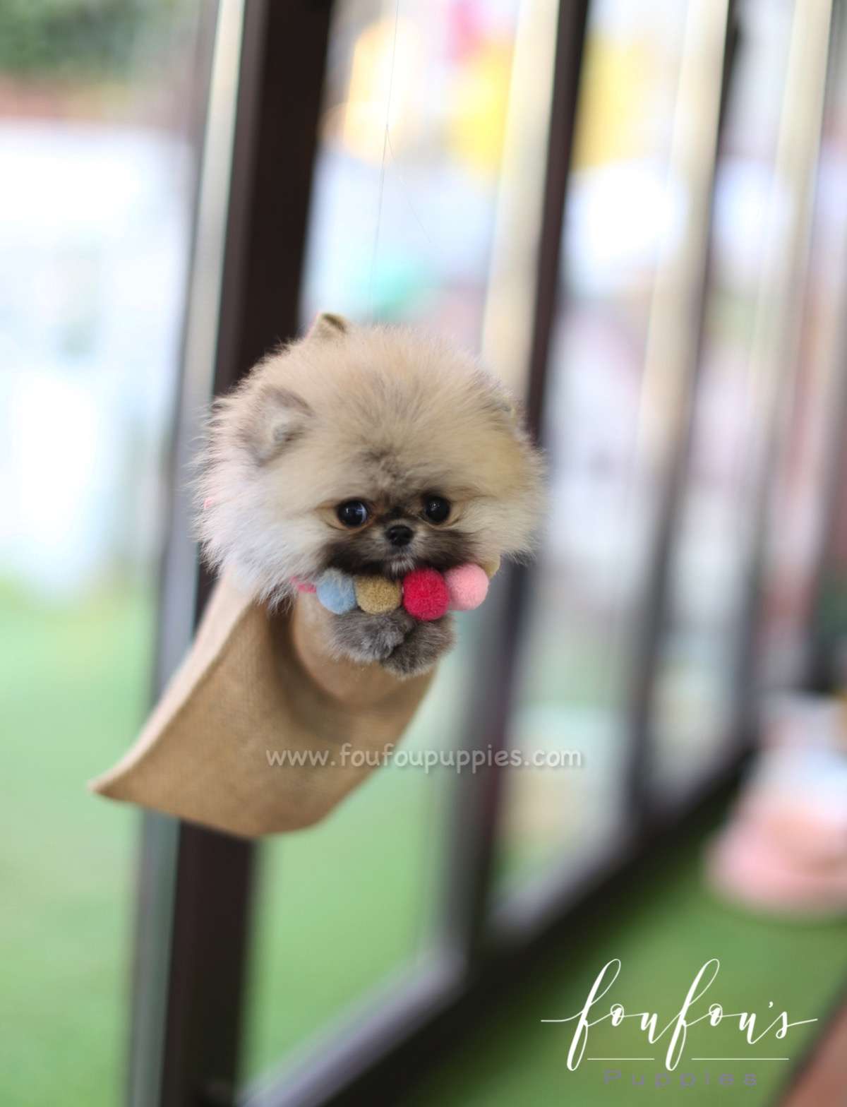Mistletoe - Pomeranian M.