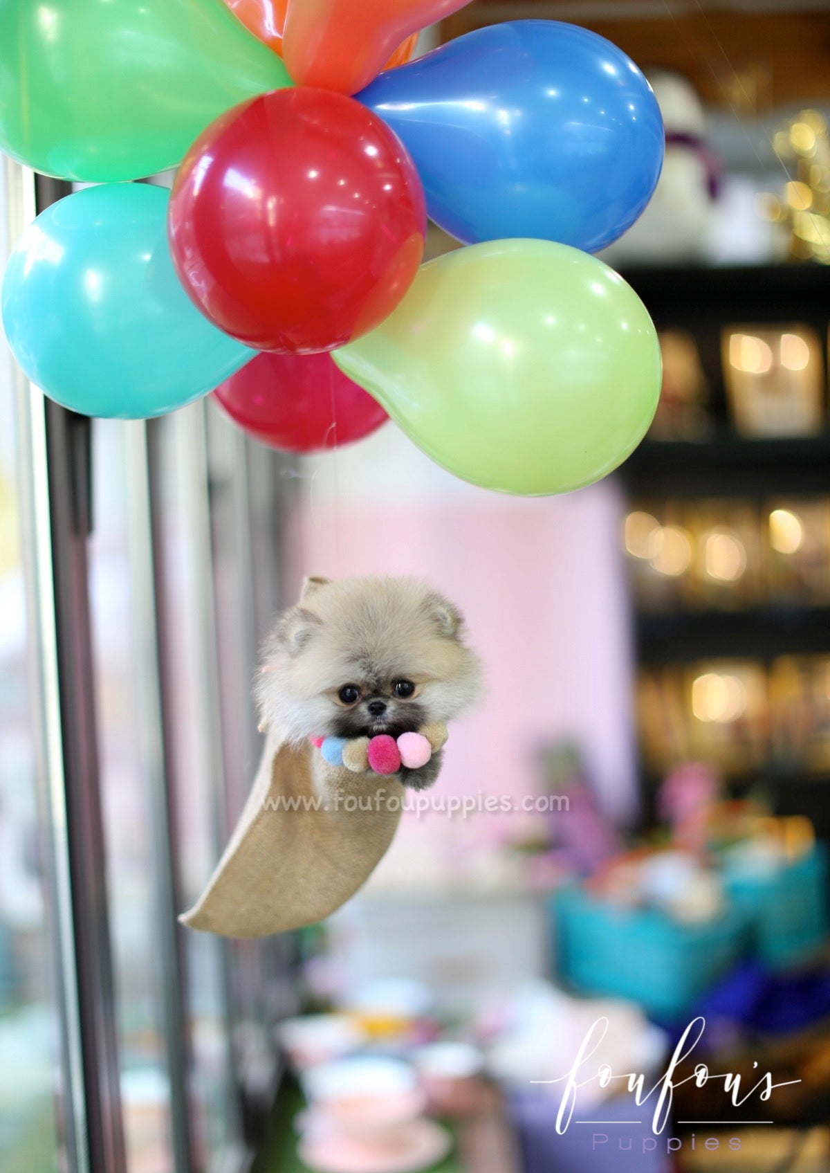 Mistletoe - Pomeranian M.