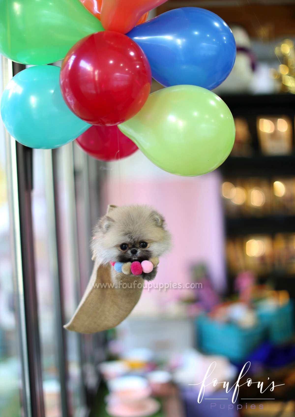 Mistletoe - Pomeranian M.