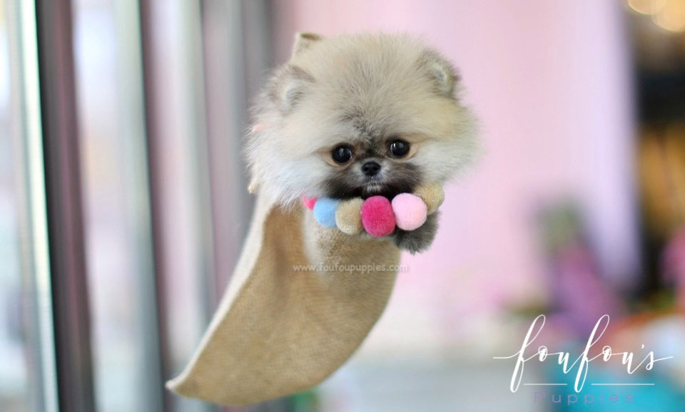 Mistletoe - Pomeranian M.