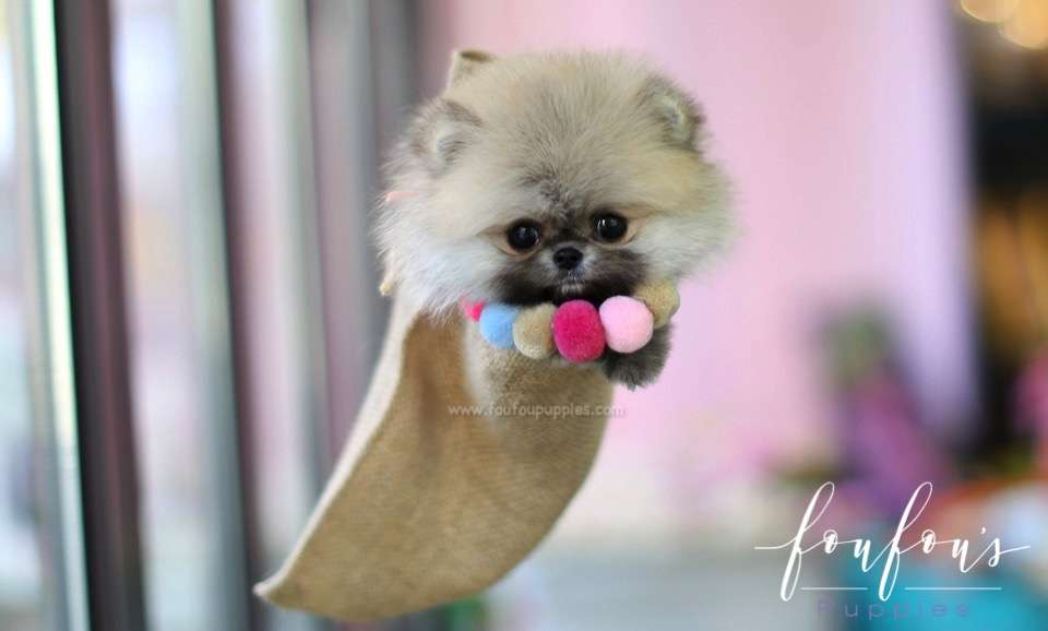Mistletoe - Pomeranian M.
