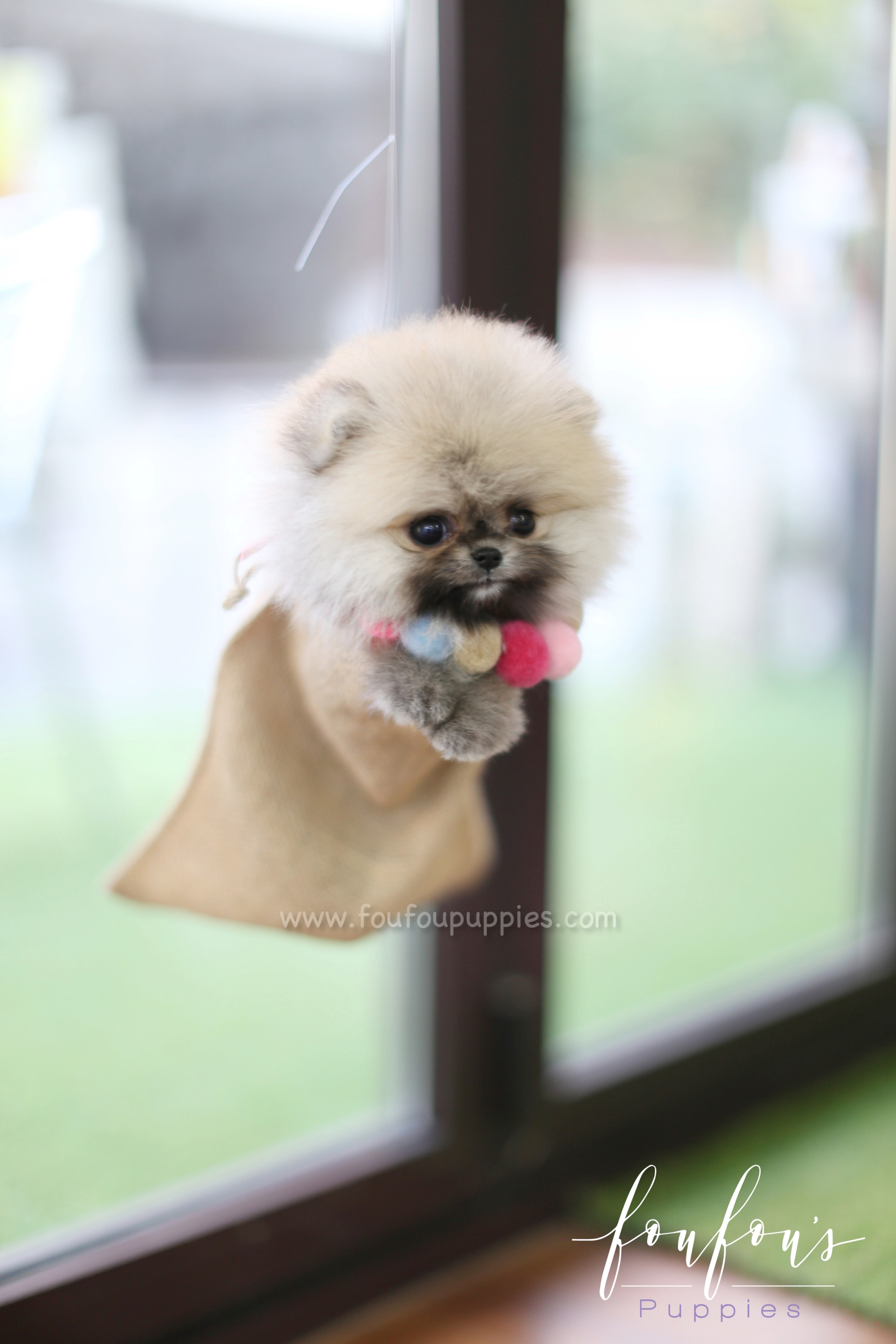 Mistletoe - Pomeranian M.