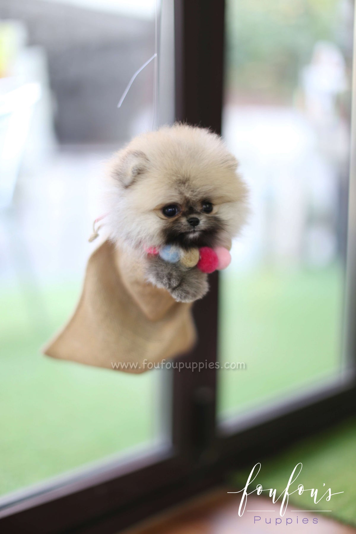 Mistletoe - Pomeranian M.