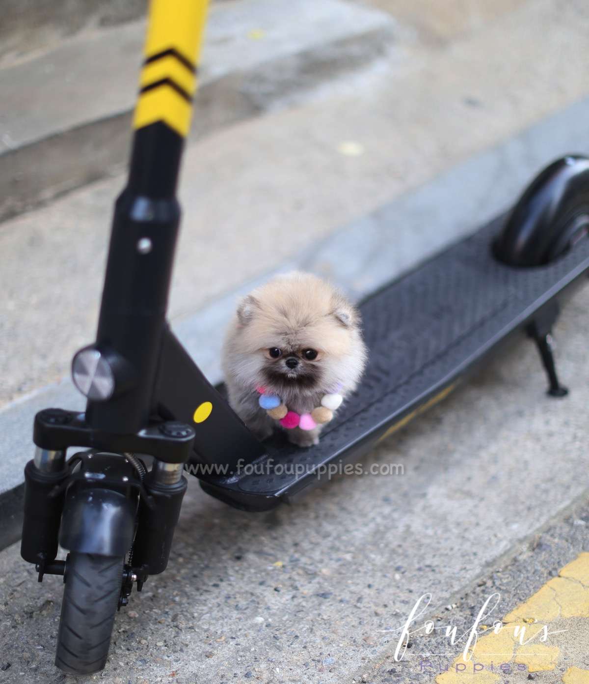 Mistletoe - Pomeranian M.