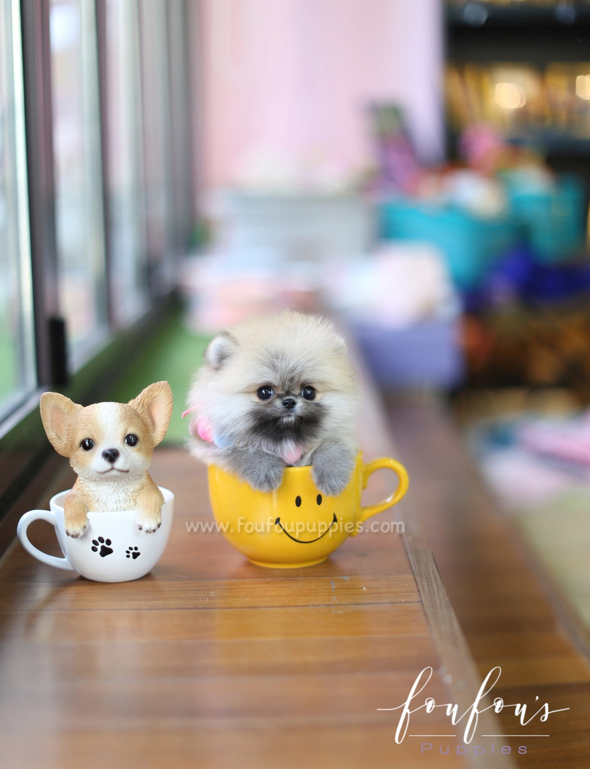 Mistletoe - Pomeranian M.