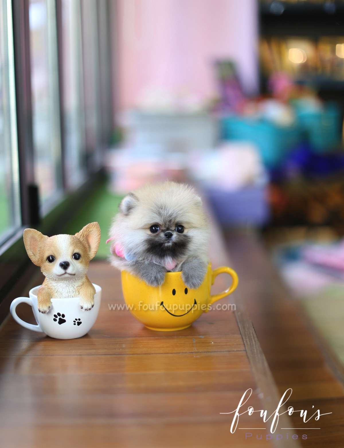 Mistletoe - Pomeranian M.