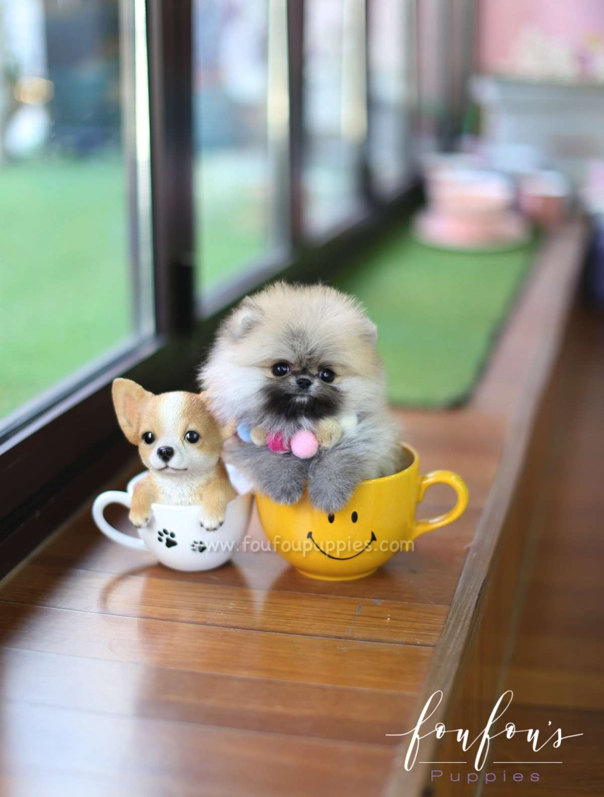 Mistletoe - Pomeranian M.