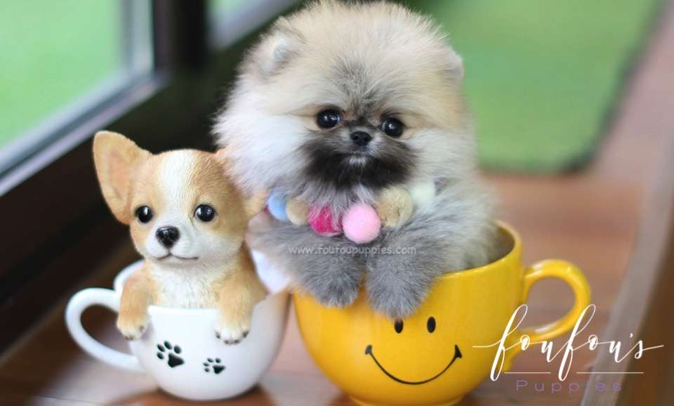 Mistletoe - Pomeranian M.